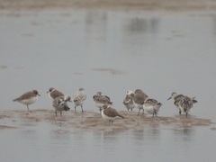 Calidris alba