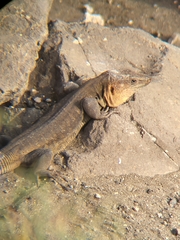 Gallotia stehlini