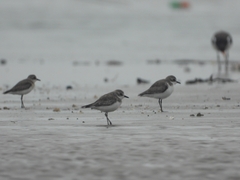 Charadrius alexandrinus