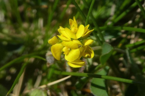 Image of Medicago suffruticosa by (c) Bastien Alegot, some rights reserved (CC BY)
