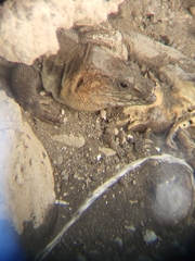 Gallotia stehlini