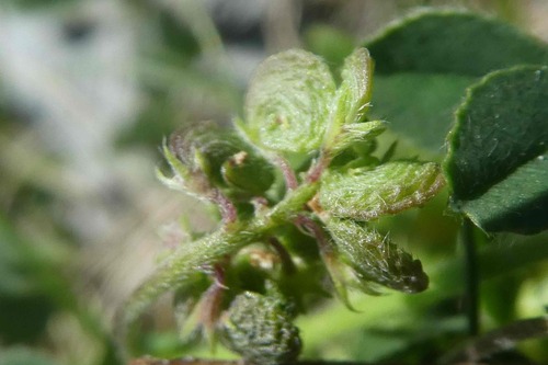 Image of Medicago suffruticosa by (c) Bastien Alegot, some rights reserved (CC BY)