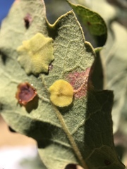 Andricus pattersonae