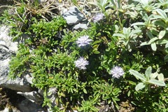 Globularia repens