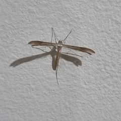 Stenoptilia zophodactylus