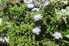 Globularia repens