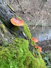 Flammulina