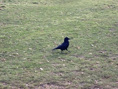 Corvus corone corone