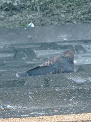 Streptopelia orientalis