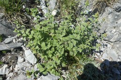 Sideritis hyssopifolia