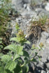 Sideritis hyssopifolia