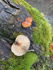 Flammulina