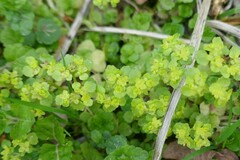 Chrysosplenium oppositifolium