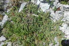 Thymelaea dioica