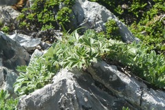 Potentilla alchimilloides