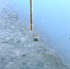 Actitis hypoleucos
