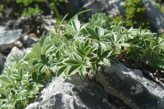 Potentilla alchimilloides