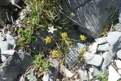 Bupleurum ranunculoides