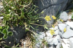 Bupleurum ranunculoides