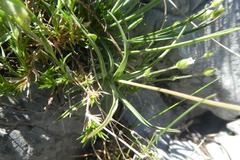 Bupleurum ranunculoides