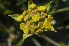 Bupleurum ranunculoides