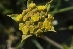 Bupleurum ranunculoides