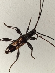 Coptocercus vicinus