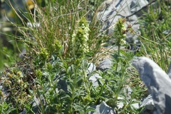 Sideritis hyssopifolia