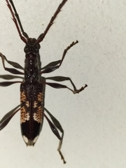 Coptocercus vicinus