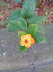 Angiospermae