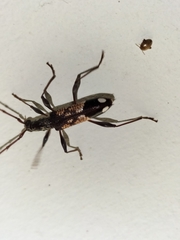 Coptocercus vicinus