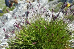 Silene saxifraga