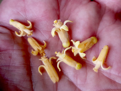 Dysoxylum gaudichaudianum