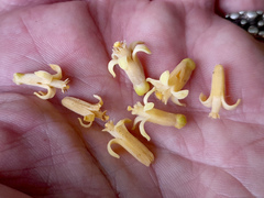 Dysoxylum gaudichaudianum