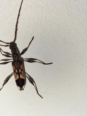 Coptocercus vicinus