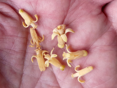 Dysoxylum gaudichaudianum