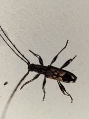 Coptocercus vicinus
