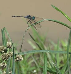 Micrathyria ocellata