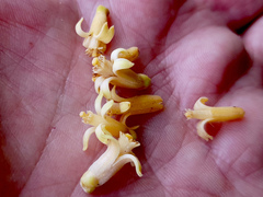 Dysoxylum gaudichaudianum