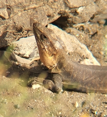Gallotia stehlini