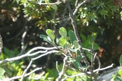 Cotoneaster integerrimus