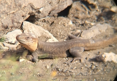 Gallotia stehlini