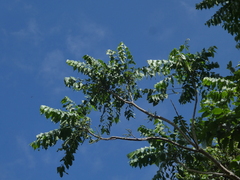 Dysoxylum gaudichaudianum