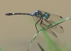 Micrathyria ocellata