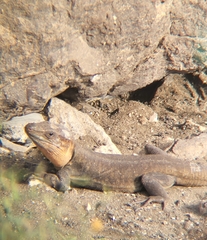 Gallotia stehlini