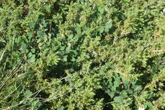 Cotoneaster integerrimus