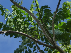 Dysoxylum gaudichaudianum