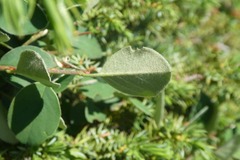 Cotoneaster integerrimus