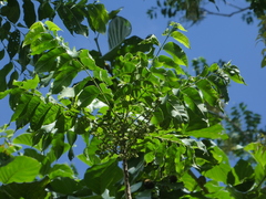 Dysoxylum gaudichaudianum