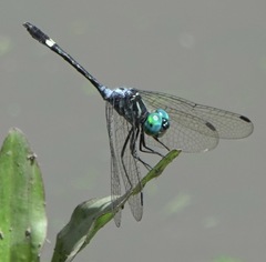 Micrathyria ocellata